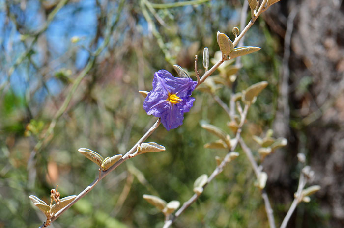 Hinds Nightshade is extremely rare in the United States where it is only found in Arizona, Organ Pipe National Monument, Pima, County. Solanum hindsianum